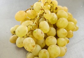 uva italia
