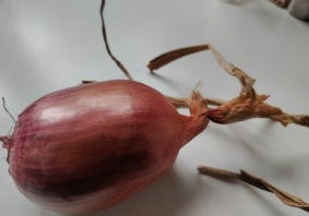 CIPOLLA ROSSA PIEMONTESE