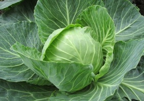 cavolo cappuccio
