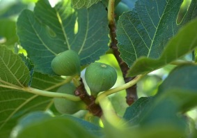 fichi